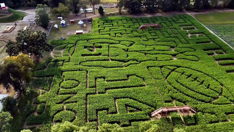 A homenagem já virou uma das principais atrações para os fãs do Detroit Lions que visitam a região. (Foto: Long Family Orchard and Farm)