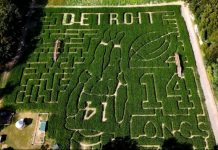Comemoração de Amon-Ra St. Brown vira fenômeno Labirinto de milho reproduzindo a silhueta de Amon-Ra St. Brown na Kreps Apple Barn & Cider Mill, fazenda localizada próxima a Detroit (Foto: Long Family Orchard and Farm)