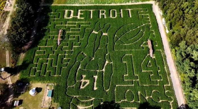 Comemoração de Amon-Ra St. Brown vira fenômeno Labirinto de milho reproduzindo a silhueta de Amon-Ra St. Brown na Kreps Apple Barn & Cider Mill, fazenda localizada próxima a Detroit (Foto: Long Family Orchard and Farm)