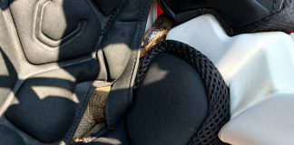 Cobra escondida entre o acolchoamento interno do helmet (Foto: Divulgação - Serviço de controle de animais de Maumelle)