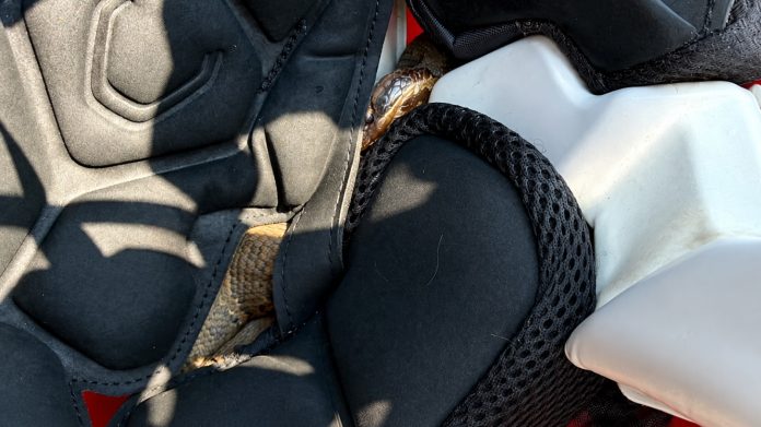 Cobra escondida entre o acolchoamento interno do helmet (Foto: Divulgação - Serviço de controle de animais de Maumelle)